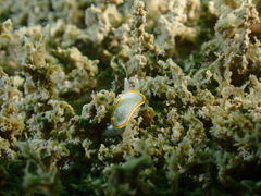 Diaphorodoris