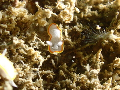 Diaphorodoris