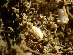 Diaphorodoris