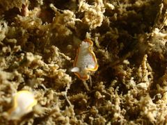 Diaphorodoris