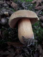 Suillellus comptus