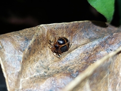 Corynomalus vestitus