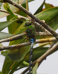 Anax gibbosulus