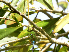Anax gibbosulus