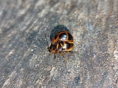 Corynomalus vestitus