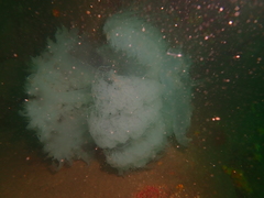 Rhopilema hispidum