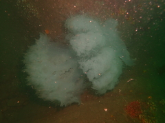 Rhopilema hispidum