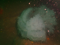 Rhopilema hispidum