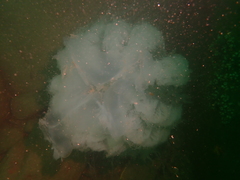 Rhopilema hispidum