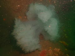 Rhopilema hispidum