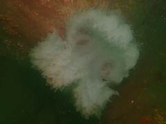Rhopilema hispidum