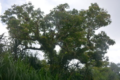 Hernandia labyrinthica