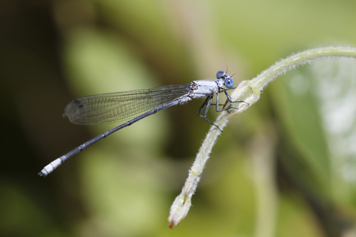 Common Riverjack