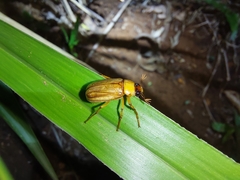 Phyllophaga halffteriana