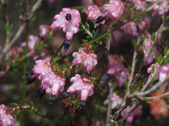 Erica spumosa