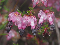 Erica spumosa