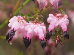 Erica spumosa