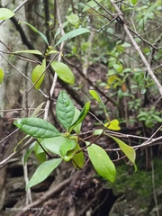 Rhododendron breviperulatum