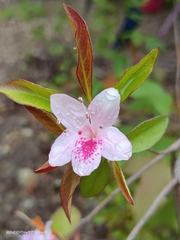Rhododendron breviperulatum
