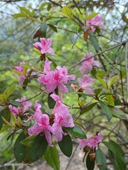 Rhododendron breviperulatum
