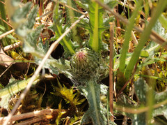 Cirsium dissectum
