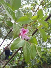 Rhododendron breviperulatum
