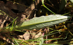 Cirsium dissectum