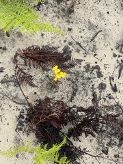 Erysimum teretifolium