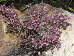 Erica eriocephala