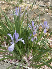 Iris lactea