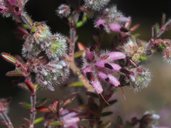 Erica eriocephala