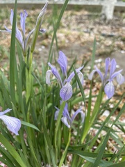 Iris lactea