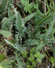 Cirsium dissectum
