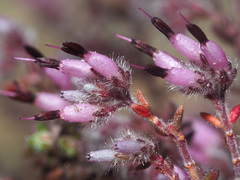 Erica eriocephala