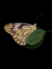Belenois aurota