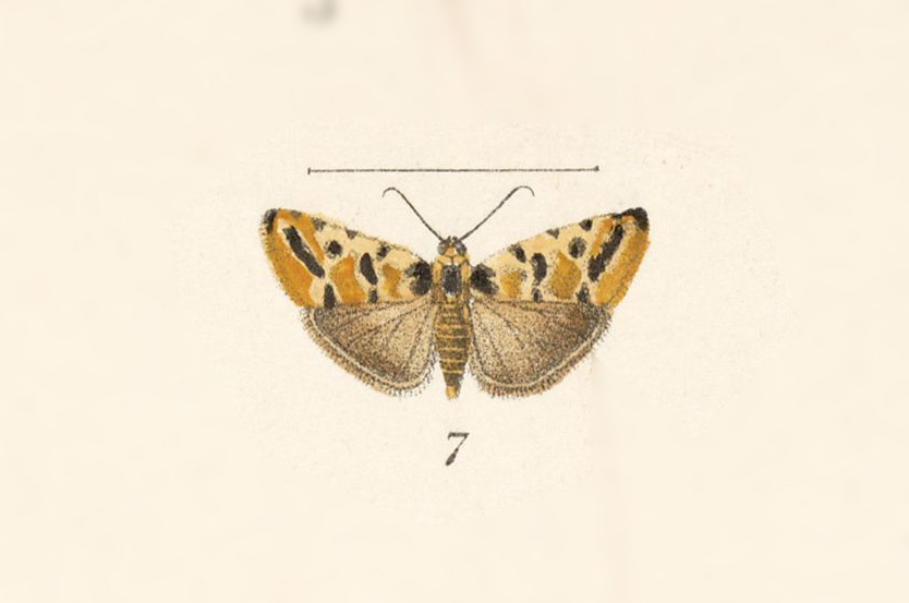 Spragueia cleta