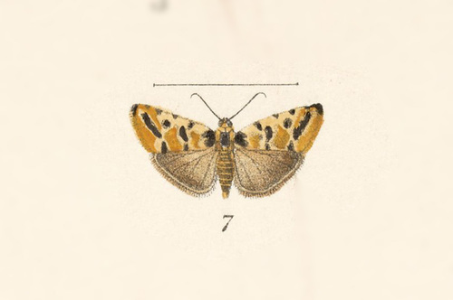 Spragueia cleta