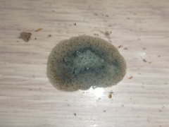 Homoiodoris japonica