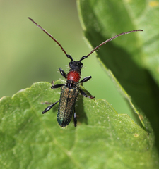 Cartallum ebulinum