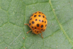 Henosepilachna sumbana