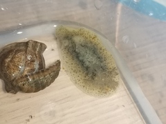 Homoiodoris japonica