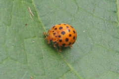 Henosepilachna sumbana