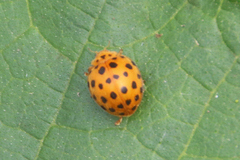 Henosepilachna sumbana