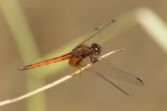 Trithemis pluvialis