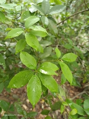 Quercus globosa