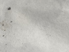 Strobilurus tenacellus