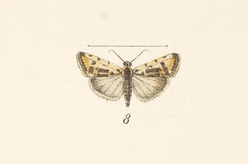 Spragueia perstructana