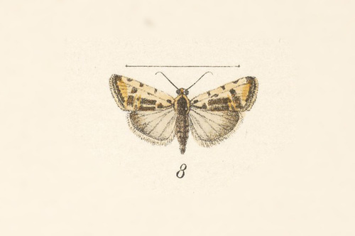 Spragueia perstructana