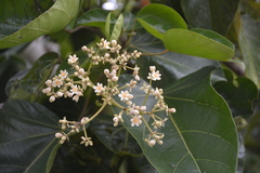 Hernandia labyrinthica