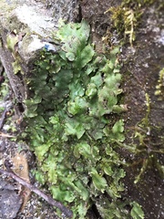 Conocephalum salebrosum